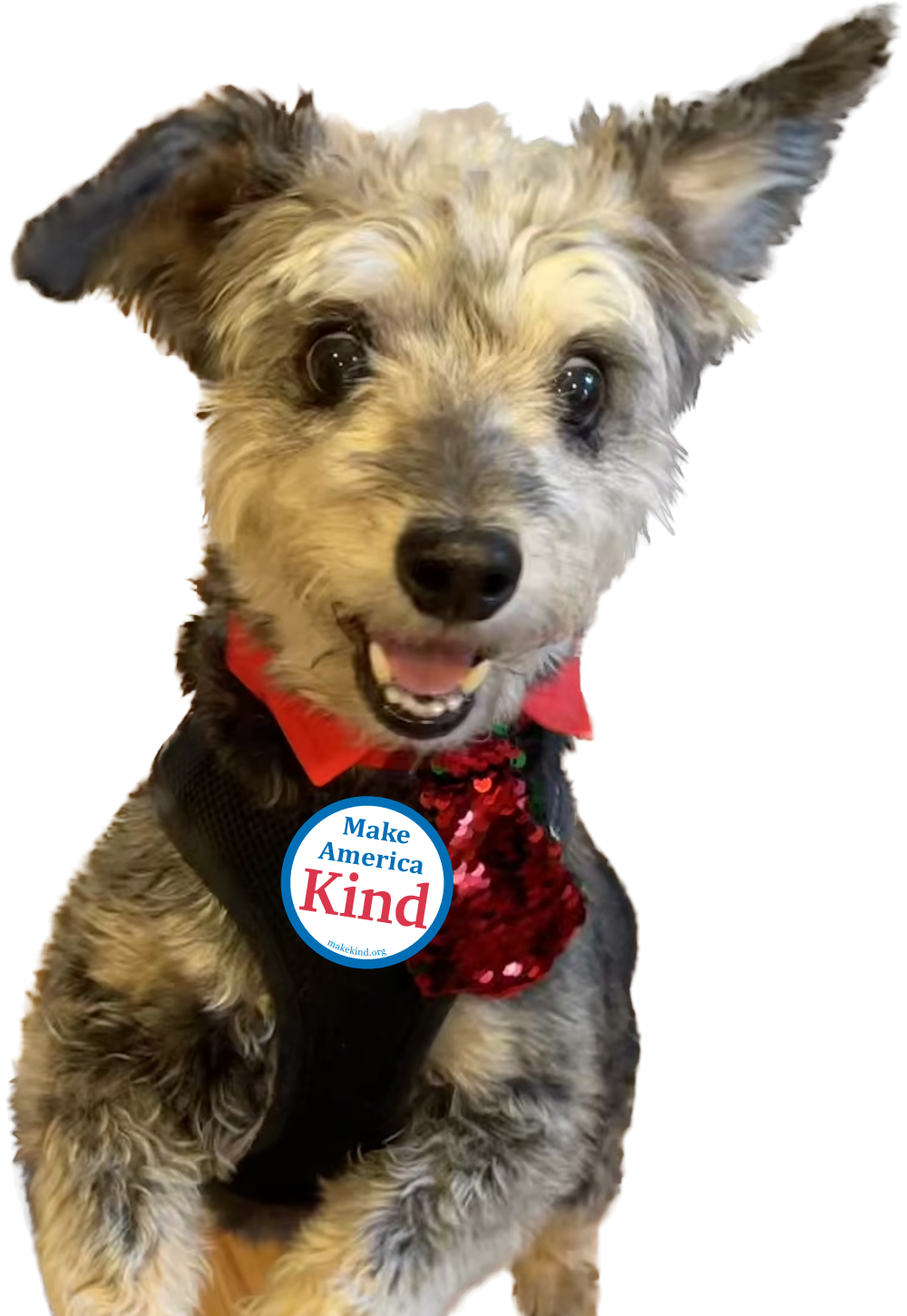 Cody the dog wearing a Make America Kind button